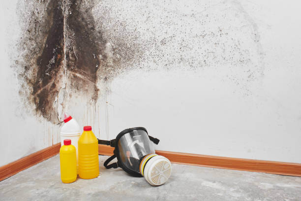 Best DIY Mold Remediation Support Services in South Wenatchee, WA