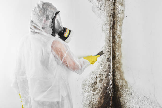 Best Crawl Space Mold Remediation in South Wenatchee, WA