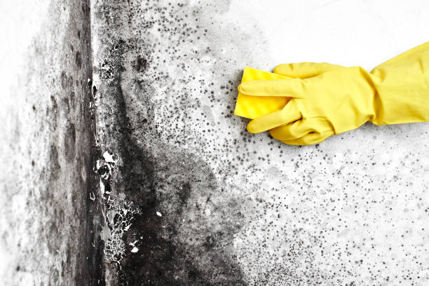 Best Commercial Mold Remediation in South Wenatchee, WA