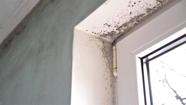 Best Mold Remediation for Schools in South Wenatchee, WA