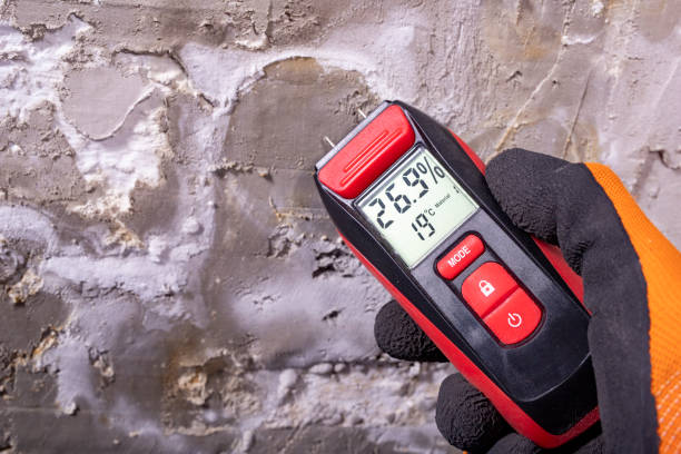 Best Black Mold Remediation in South Wenatchee, WA