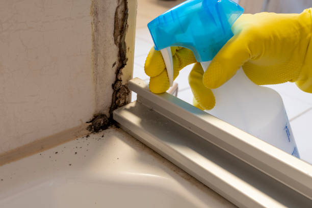 Best HVAC Mold Remediation in South Wenatchee, WA