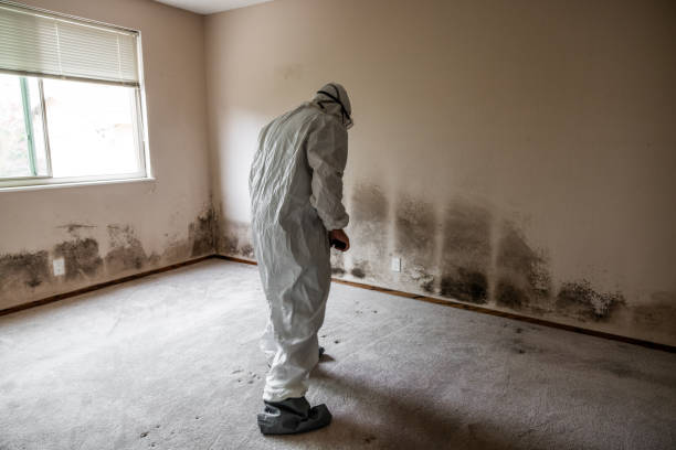Best White Mold Remediation in South Wenatchee, WA