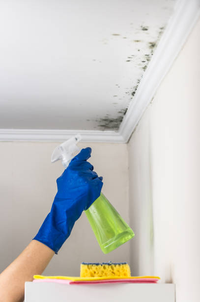 Best Bathroom Mold Remediation in South Wenatchee, WA